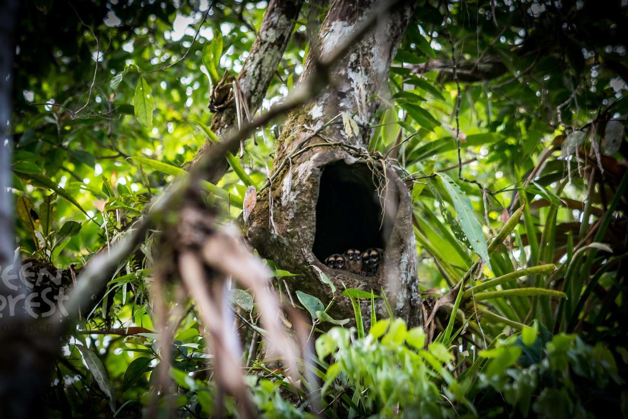 Green Forest Ecolodge Пуэрто-Монтуфар Экстерьер фото